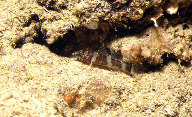 Didogobius splechtnai